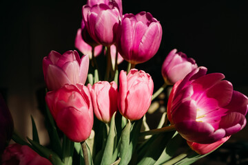 Obraz premium Vibrant pink tulips glowing in warm sunlight, close-up still life with open petals and dark background, fresh spring mood and soft shadows without people