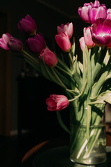 Vibrant pink tulips glowing in warm sunlight, close-up still life with open petals and dark background, fresh spring mood and soft shadows without people