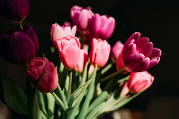 Bright pink and magenta tulips in warm sunlight, close-up still life with soft petals and dark background, fresh spring mood without people