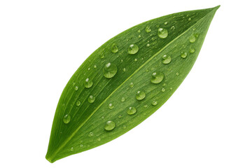 Fototapeta premium Green leaf with fresh water drops transparent background representing nature, purity, and eco-friendly concepts