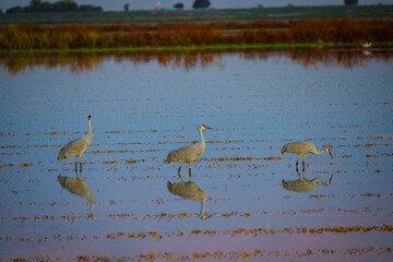 Sandhill Crane in the Pond, Lodi, California, USA