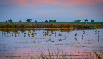 Sandhill Crane in Lodi, California, USA