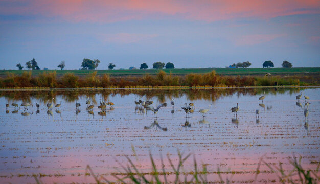Sandhill Crane in Lodi, California, USA