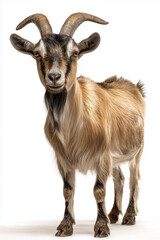 Full body of a tan goat with horns standing on a white background, goat standing full body view isolated on a transparent background animal farm animal