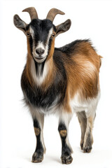 Full body of a tan goat with horns standing on a white background, goat standing full body view isolated on a transparent background animal farm animal