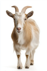 Full body of a tan goat with horns standing on a white background, goat standing full body view isolated on a transparent background animal farm animal