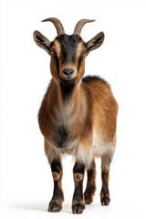 Full body of a tan goat with horns standing on a white background, goat standing full body view isolated on a transparent background animal farm animal