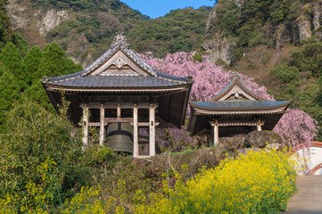 実相院（實相院）の菜の花とシダレザクラ