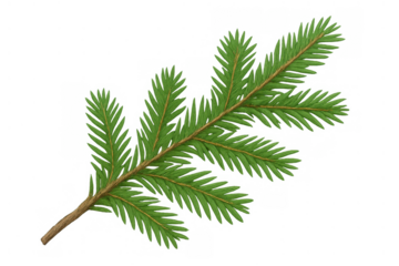 Fir tree branch with green needles, creating a festive christmas and winter holiday decoration on transparent background