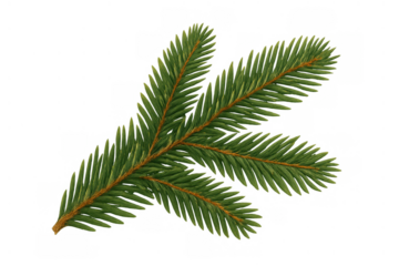 Spruce branch with green needles, symbolising winter, christmas, and nature. Isolated on a transparent background