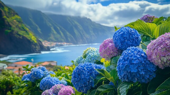 Colorful hydrangea flowers blooming along the scenic northern coast of madeira island, portugal with atlantic ocean views
