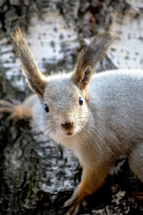 a young grey squirrel in an autumn birch forest