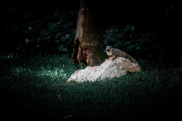 Iguana Resting on Rock in Solidaridad, Mexico