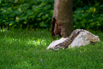 Iguana Resting on Rock in Solidaridad, Mexico