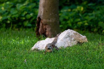 Iguana Resting on Grass in Solidaridad, MX