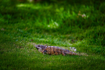 Iguana on Lush Grass in Solidaridad, Mexico