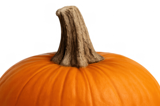 Orange pumpkin showing dry stem detail with transparent background representing autumn, harvest, and halloween concepts