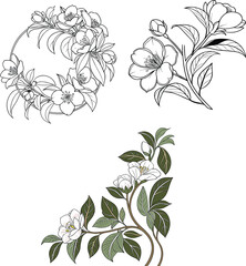 Elegant Floral Line Art and Botanical Illustrations  A Collection of Delicate Flower and Leaf Designs Featuring Circular and Branch Arrangements in Black White and Soft Green Tones Perfect for Dec