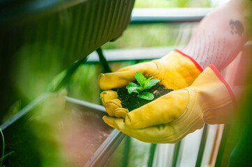 Person wearing gloves gently plants a small green seedling into fresh soil
