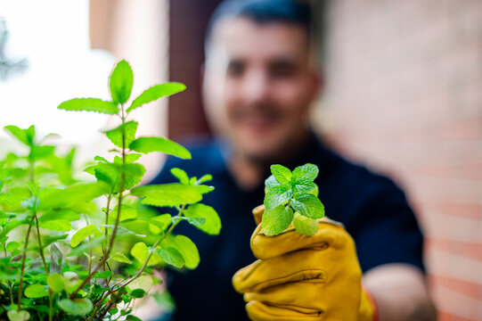 A man cultivates fresh herbs on his apartment balcony, enjoying his gardening hobby