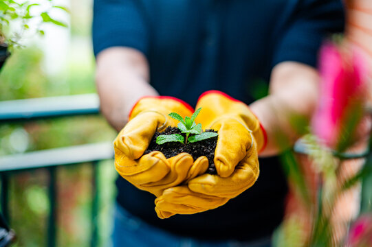 A man wearing yellow gloves nurtures a small plant in his hands, surrounded by a lively garden