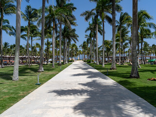 Obraz premium Palm-Lined Pathway at Barcelo Maya Beach, Solidaridad