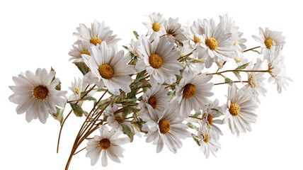 Bouquet of daisies flowers showing fresh white blossoms with green stems and natural floral arrangement detail isolated on white background
