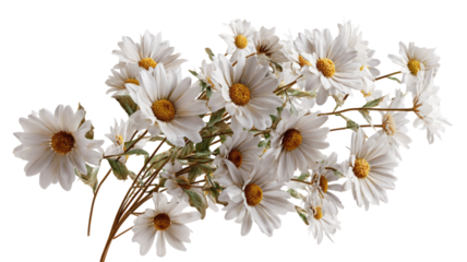 Bouquet of daisies flowers showing fresh white blossoms with green stems and natural floral arrangement detail isolated on white background
