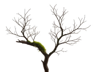 Fototapeta premium Bare tree branch with mossy growth transparent background cutout png