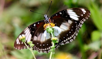 A striking black and white butterfly spreads its wings while feeding on a small flower. The detailed patterns and soft green background create a graceful scene that celebrates nature&rsquo;s elegance and de