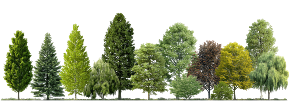 Row of various trees