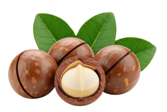 Macadamia nuts with leaves transparent background cutout png