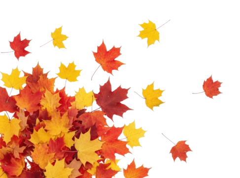 Autumn maple leaves falling transparent background cutout png