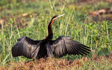 South African birds - African darter