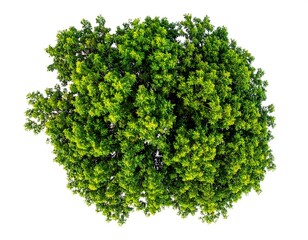 Obraz premium Overhead shot of lush green tree foliage isolated on white background