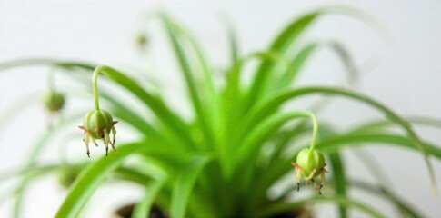 Spider plant (Chlorophytum comosum) with trailing babies (pups) hanging elegantly. A medium shot of a healthy Spider plant (Chlorophytum comosum) in a simple white pot. The plant s arching green