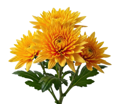 Yellow chrysanthemum flowers transparent background cutout png - Powered by Adobe