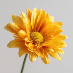 Golden Daisy Blossom