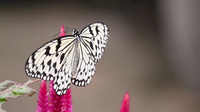 Rice Paper butterfly (Idea leuconoe clara) resting on pink flowers &ndash; Elegant slow motion macro background footage