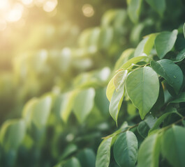 Obraz premium Lush Green Leaves with Morning Sun Flare