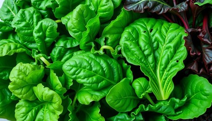 Obraz premium Vibrant green spinach, kale, and chard leaves, fresh and healthy, organic, diet
