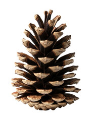 Pinecone transparent background cutout png