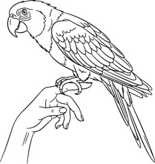 Detailed line drawing of a parrot perched on a hand