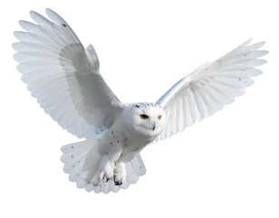 Obraz premium White Owl in Full Wing Spread Mid-Flight, High-Detail Feathers, Isolated on Transparent Background