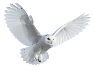 White Owl in Full Wing Spread Mid-Flight, High-Detail Feathers, Isolated on Transparent Background