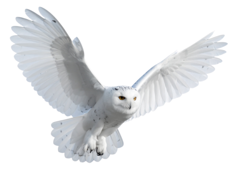 White Owl in Full Wing Spread Mid-Flight, High-Detail Feathers, Isolated on Transparent Background