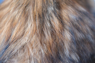 Brown cat fur texture, close-up