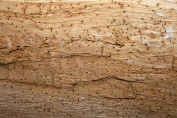​A macro photograph reveals the detailed, light-brown surface of wood, marked by numerous small holes indicating insect damage and displaying clear, horizontally running grain texture. 