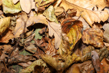 A close-up shot features a textured carpet of fallen autumn leaves, displaying various shades of brown, golden, and yellow, with subtle signs of decay.