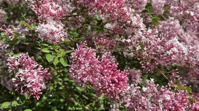 Lilac blooming shrub syringa microphylla in spring.